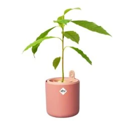 Elho Amazing Avocado Pot Bruin -Tuinserie Winkel elho amazing avocado pot bruin 1000x1000 64aeba7c1a4a9 l