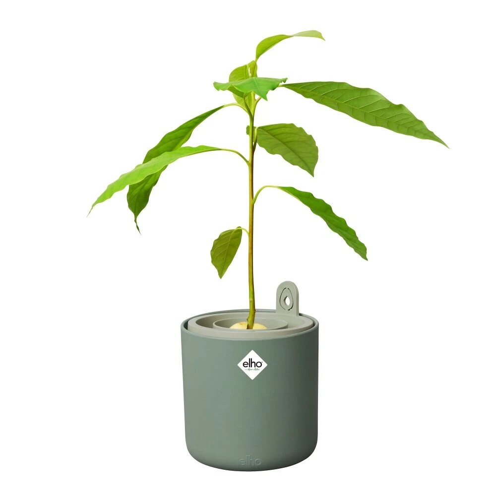 Elho Amazing Avocado Pot Groen 2 Elho Amazing Avocado Pot Groen - Afbeelding 2