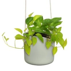 Elho B.for Swing 18 Cm Groen -Tuinserie Winkel elho b for swing 18 cm groen 1000x1000 64aebb4969b30 l
