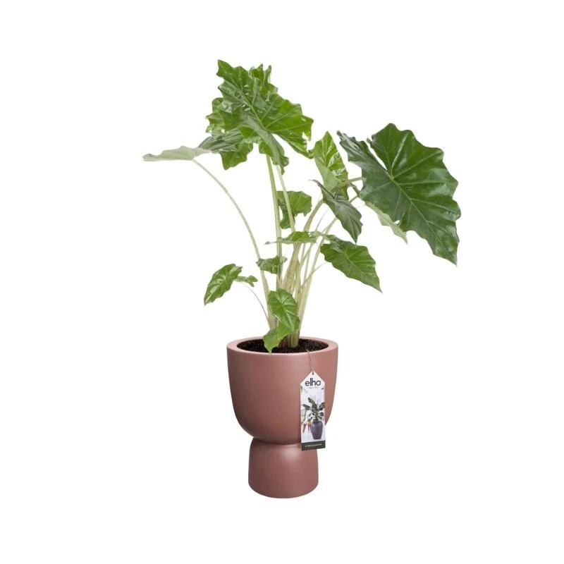 Elho Bloempot Pure Coupe 41cm Bruin 2 Elho Bloempot Pure Coupe 41cm Bruin - Afbeelding 2