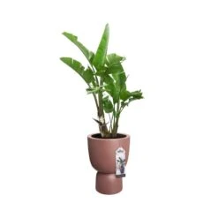 Elho Bloempot Pure Coupe 41cm Bruin 9 Elho Bloempot Pure Coupe 41cm Bruin -Tuinserie Winkel elho bloempot pure coupe 41cm bruin 800x800 620e3d152b3ac l