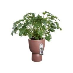 Elho Bloempot Pure Coupe 41cm Bruin 10 Elho Bloempot Pure Coupe 41cm Bruin -Tuinserie Winkel elho bloempot pure coupe 41cm bruin 800x800 620e3d15a7f99 l