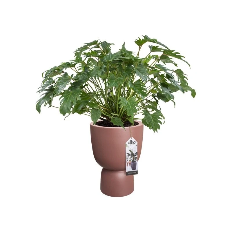 Elho Bloempot Pure Coupe 41cm Bruin 4 Elho Bloempot Pure Coupe 41cm Bruin - Afbeelding 4